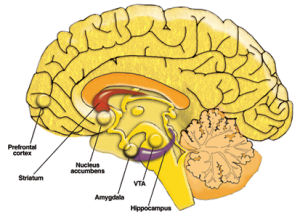 Mesolimbic dopamine system graphic