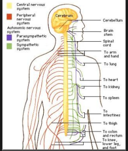 screen shot nervous system