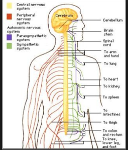 Brain Science: What Like It’s Hard? Part 1 – The Stand