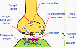 screen shot neurotransmission between neurons