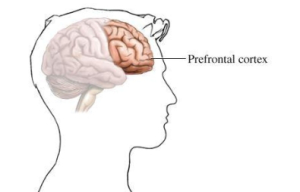 screen shot prefrontal cortex illustration