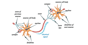 screen shot structure of neuron communication