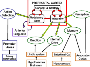 screen shot prefrontal cortex diagram