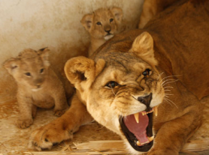 screen shot mom lion protecting cubs